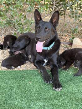 Mama Xena -  German Shepherd Dog Dog for Adoption in Pleasant Hill, California - Mama Xena | PetCurious