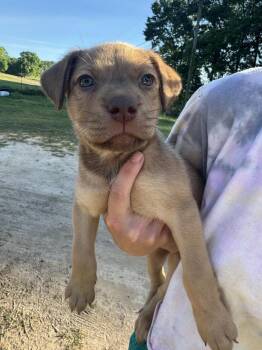 Labrador Retriever and Shepherd Dogs Available for Adoption in Troy, Alabama - Hope | PetCurious