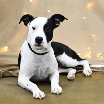 Diamond -  Mixed Breed Dog for Adoption in Defuniak Springs, Florida - Diamond | PetCurious
