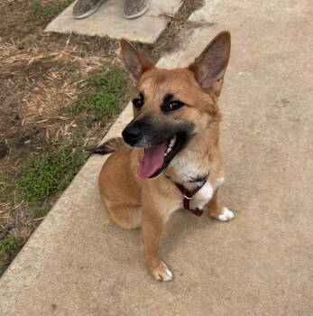 Shiba Inu Dogs Available for Adoption in Chicago, Illinois - Travey | PetCurious