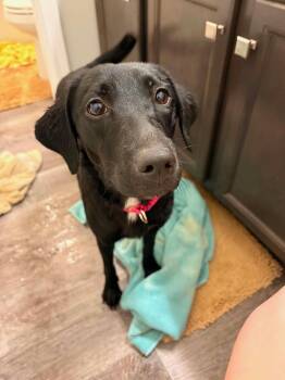 Livvy - Foster or Adopt -  Labrador Retriever Dog for Adoption in Waitsfield, Vermont - Livvy - Foster Or Adopt | PetCurious