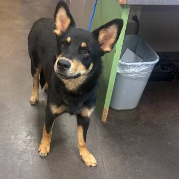 Sundance -  Shepherd Dog for Adoption in Norman, Oklahoma - Sundance | PetCurious