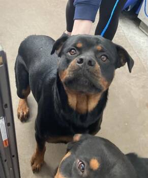 IKE -  Rottweiler and Mixed Breed Dog for Adoption in Dallas, Texas - IKE | PetCurious