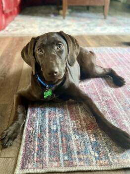 Lilly -  Chocolate Labrador Retriever Dog for Adoption in Roxbury Township, New Jersey - Lilly | PetCurious