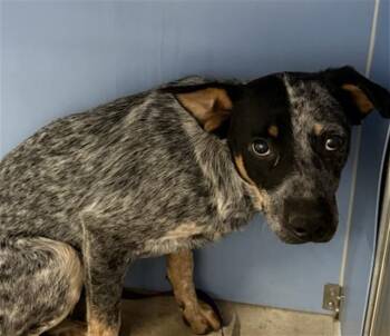 ALMOND -  Australian Cattle Dog Blue Heeler and Mixed Breed Dog for Adoption in San Bernardino, California - ALMOND | PetCurious