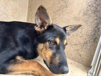 BAILEY -  German Shepherd Dog and Mixed Breed Dog for Adoption in Oklahoma City, Oklahoma - BAILEY | PetCurious