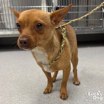 Frappe -  Chihuahua Dog for Adoption in Washington, District Of Columbia - Frappe | PetCurious
