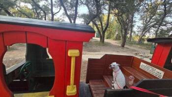 Bella -  Jack Russell Terrier Dog for Adoption in Austin, Texas - Bella | PetCurious