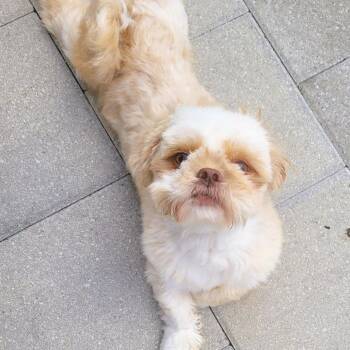 Ollie -  Shih Tzu Dog for Adoption in Boerne, Texas - Ollie | PetCurious
