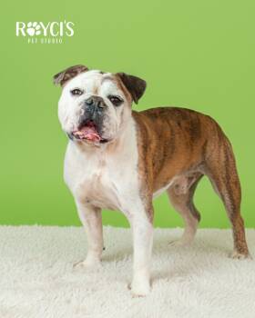 Rescue American Bulldog and Boxer Dogs for Adoption in Millcreek, Utah - Heinz | PetCurious