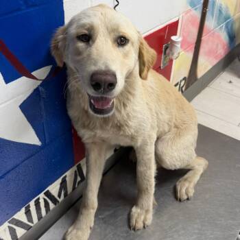 Floyd -  Labrador Retriever Dog for Adoption in Lufkin, Texas - Floyd | PetCurious