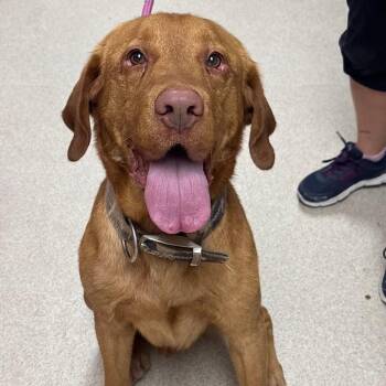 Lambeau -  Labrador Retriever Dog for Adoption in Evansville, Indiana - Lambeau | PetCurious