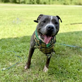 Rescue American Staffordshire Terrier Dogs for Adoption in Angleton, Texas - J.cole | PetCurious