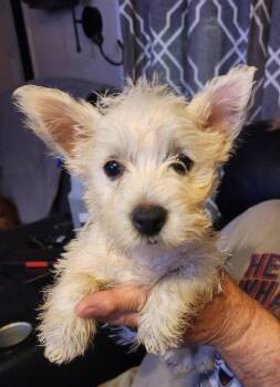 Bambi (#358) -  West Highland White Terrier Westie Dog for Adoption in Twin Lakes, Wisconsin - Bambi (#358) | PetCurious