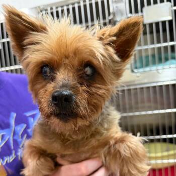 Yorkshire Terrier Dogs Available for Adoption in Ardmore, Oklahoma - Pepper | PetCurious