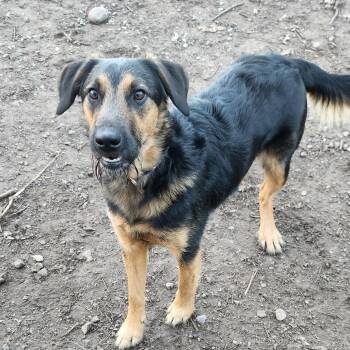 German Shepherd Dog and Border Collie Dogs Available for Adoption - Harley | PetCurious