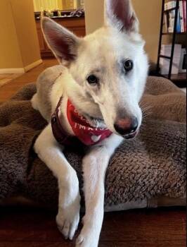 Mazapan -  Husky Dog for Adoption in El Cajon, California - Mazapan | PetCurious