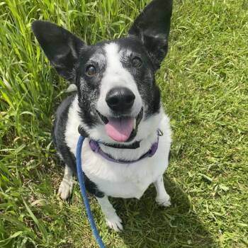 Border Collie Dogs Available for Adoption in Allegan, Michigan - Gertie | PetCurious