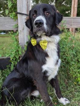 Rescue Great Pyrenees Dogs for Adoption in Tacoma, Washington - Dash | PetCurious