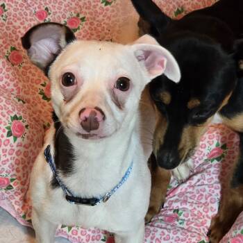 Rabella WV14361-T LOCAL Adoption Event in Woodinville 8/23 -  Chihuahua and Dachshund Dog for Adoption in Missouri City, Texas - Rabella WV14361-T LOCAL Adoption Event In Woodinville 8/23 | PetCurious