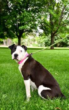 Trixie -  Pit Bull Terrier and Mixed Breed Dog Available for Adoption in Yakima, Washington - Trixie | PetCurious