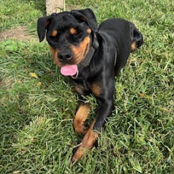 Rescue Rottweiler and Mixed Breed Dogs for Adoption in Modesto, California - GIGI | PetCurious
