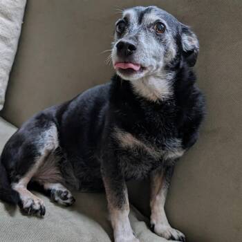 Agnes *Avail by Appt* -  Mixed Breed Dog for Adoption in Kennebunk, Maine - Agnes *Avail By Appt* | PetCurious
