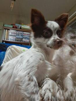 Valentina -  Chihuahua Dog for Adoption in Wichita Falls, Texas - Valentina | PetCurious