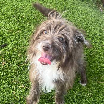 Donut -  Terrier and Mixed Breed Dog for Adoption in Las Vegas, Nevada - Donut | PetCurious