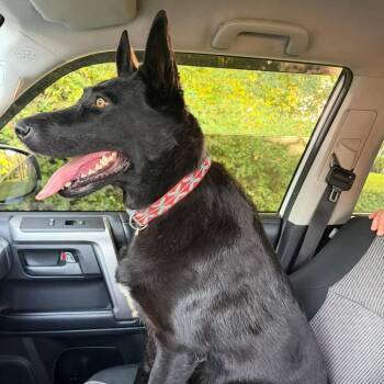 Nova -  German Shepherd Dog Dog for Adoption in Jefferson City, Tennessee - Nova | PetCurious