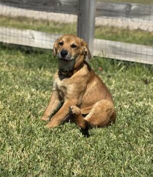 Rescue Labrador Retriever and Great Pyrenees Dogs for Adoption in Conroe, Texas - Duke (Willis Pups) | PetCurious