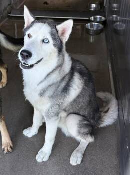 PHILLIP -  Siberian Husky Dog for Adoption in San Bernardino, California - PHILLIP | PetCurious