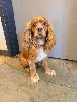 Cocker Spaniel Dogs Available for Adoption in Ontario, California - GOLDIE | PetCurious