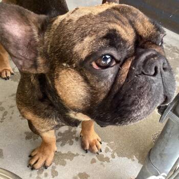 Daisy -  French Bulldog Dog for Adoption in San Gabriel, California - Daisy | PetCurious