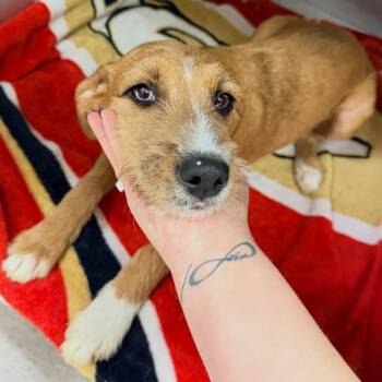 Buffy -  Terrier Dog for Adoption in Las Vegas, Nevada - Buffy | PetCurious