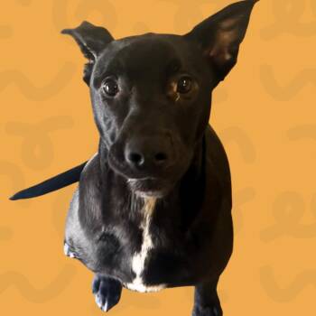 Mixed Breed Dogs Available for Adoption in Reno, Nevada - Naruto | PetCurious