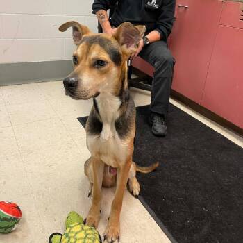 Hound and Pit Bull Terrier Dogs Available for Adoption - Andor D11169 | PetCurious