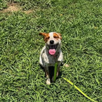 Risa -  Cattle Dog and Mixed Breed Dog for Adoption in Brownsboro, Alabama - Risa | PetCurious
