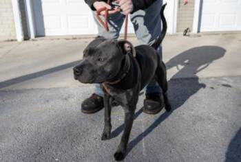 Grace -  Mixed Breed Dog for Adoption in Terre Haute, Indiana - Grace | PetCurious