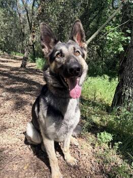 Thorin -  German Shepherd Dog Dog for Adoption in Shingle Springs, California - Thorin | PetCurious