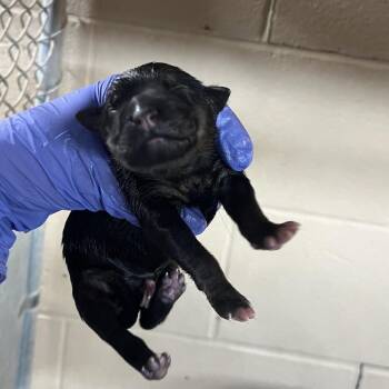 Shepherd Dogs Available for Adoption - Maizie Pup 3 | PetCurious