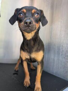 Chihuahua Dogs Available for Adoption in San Antonio, Texas - VALENTINE | PetCurious