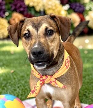 Max -  Shepherd and Terrier Dog for Adoption in Perry, Iowa - Max | PetCurious