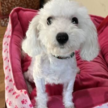 Theodora -  Poodle and Maltipoo Dog for Adoption in Bellaire, Texas - Theodora | PetCurious