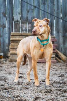 Shar Pei and Mixed Breed Dogs Available for Adoption - Yum-Yum Sauce | PetCurious