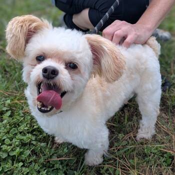 Rescue Poodle Dogs for Adoption in Houston, Texas - Oliver Reese | PetCurious
