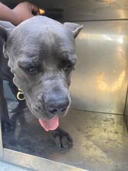 WATTS -  Cane Corso Dog for Adoption in Dallas, Texas - WATTS | PetCurious