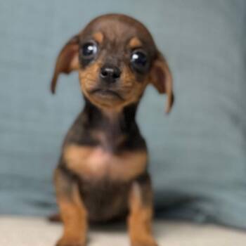 Dachshund Dogs Available for Adoption in Las Vegas, Nevada - Mortadella | PetCurious