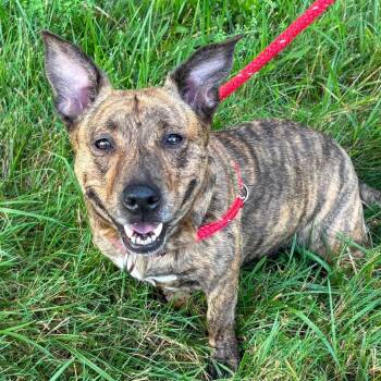 River -  Corgi Dog for Adoption in North Syracuse, New York - River | PetCurious