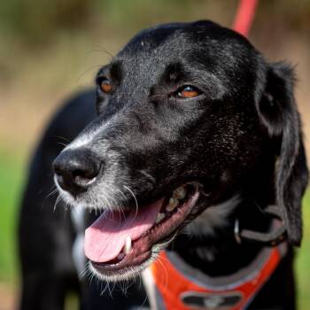 Kira -  Spaniel and Labrador Retriever Dog for Adoption in Morristown, New Jersey - Kira | PetCurious
